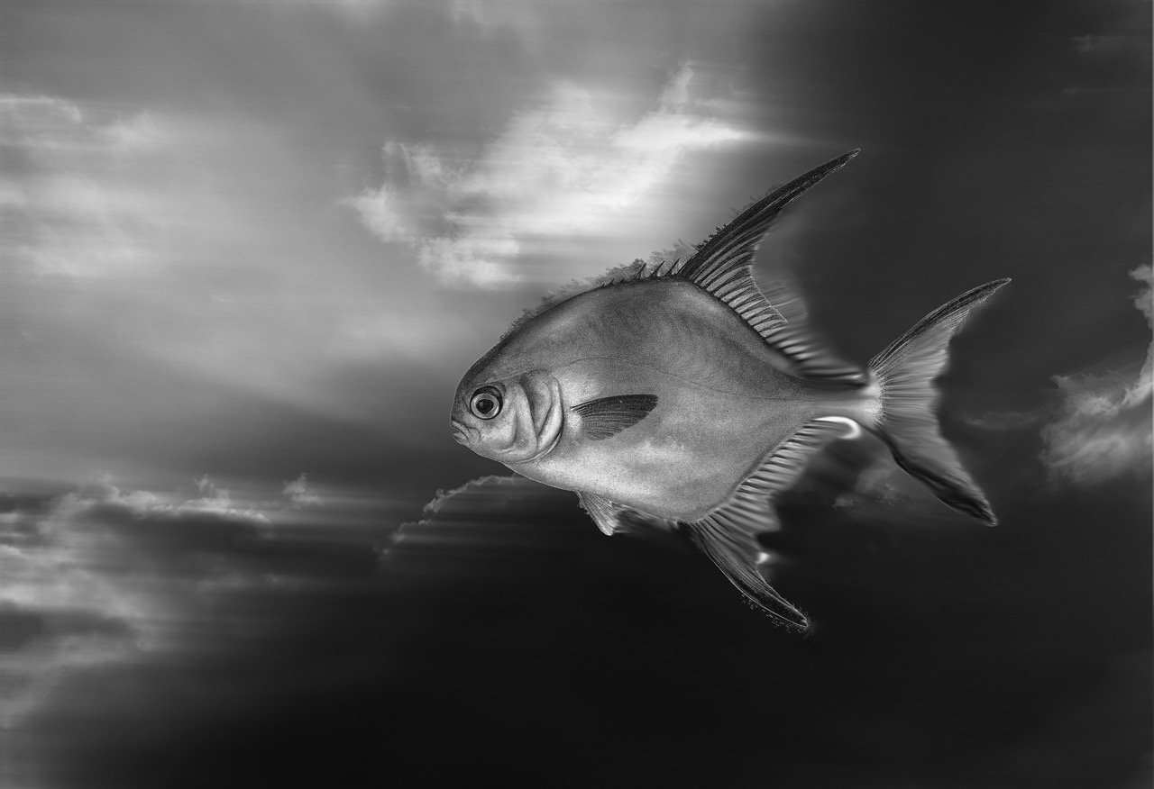 Fish in the Clouds