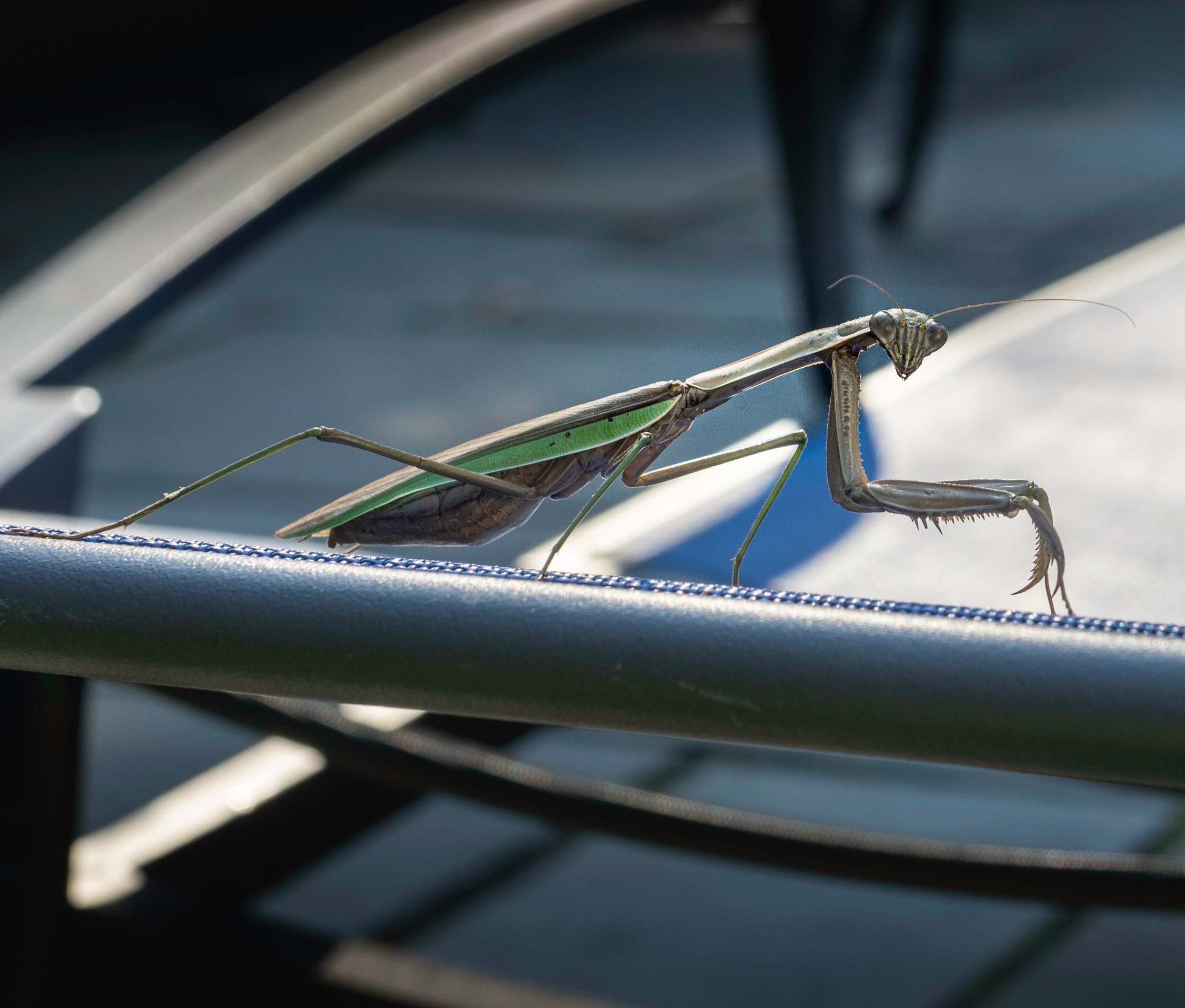 Mantis.jpeg