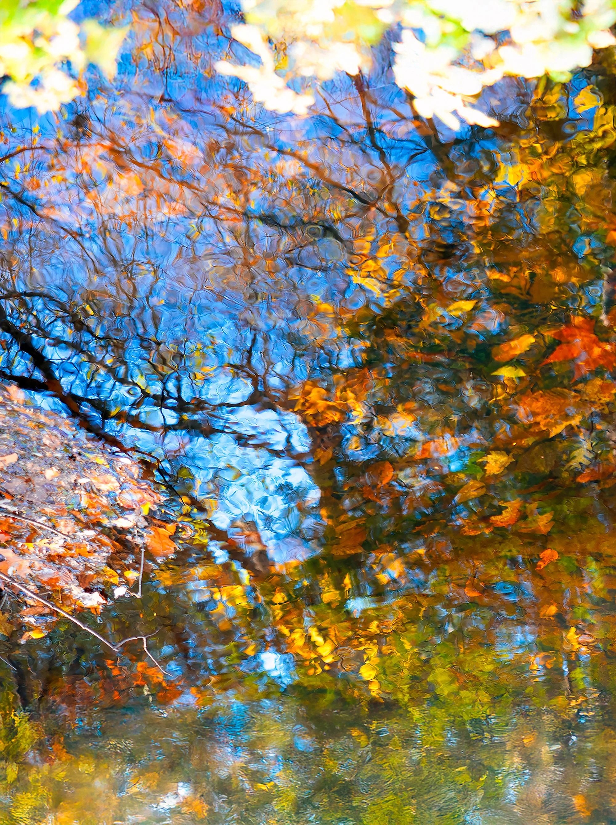 Autumn Reflections 