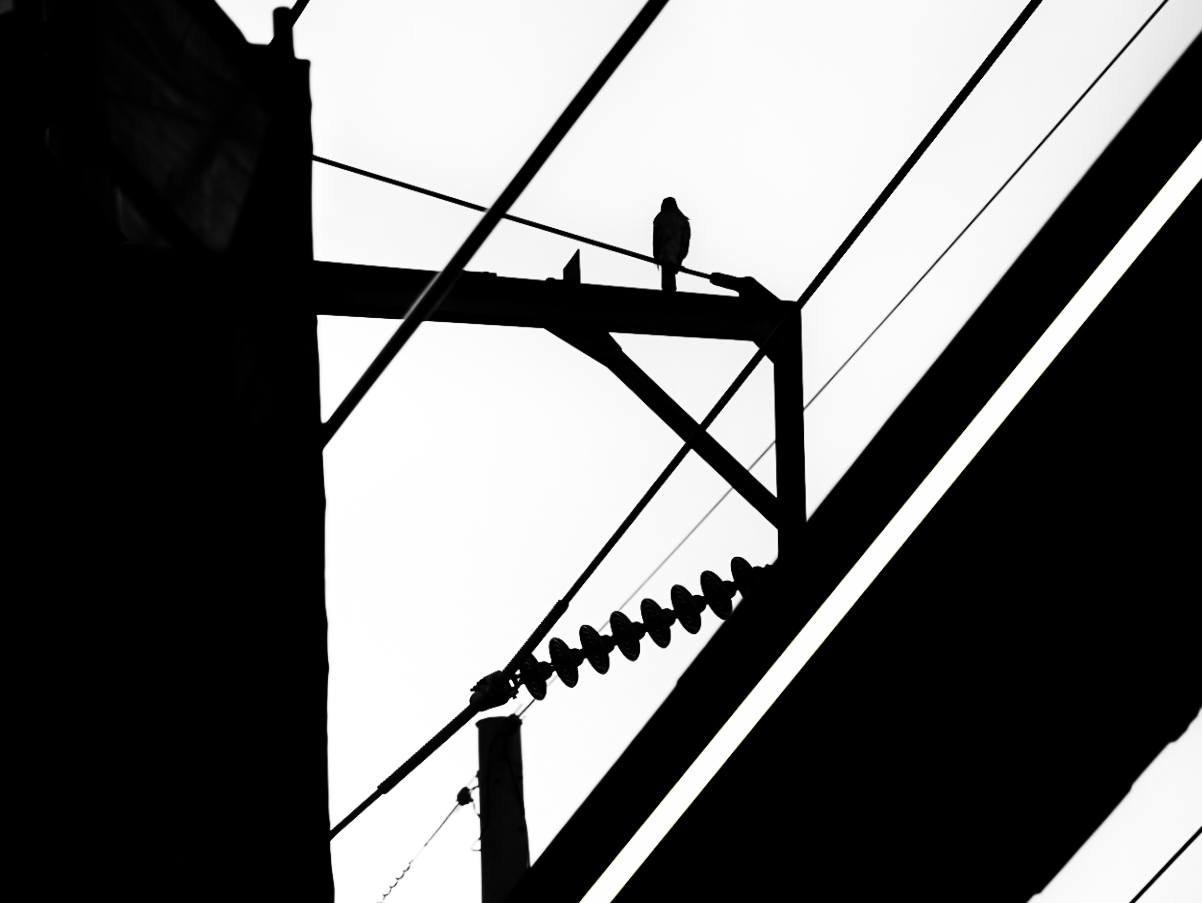 Bird on a Wire 
