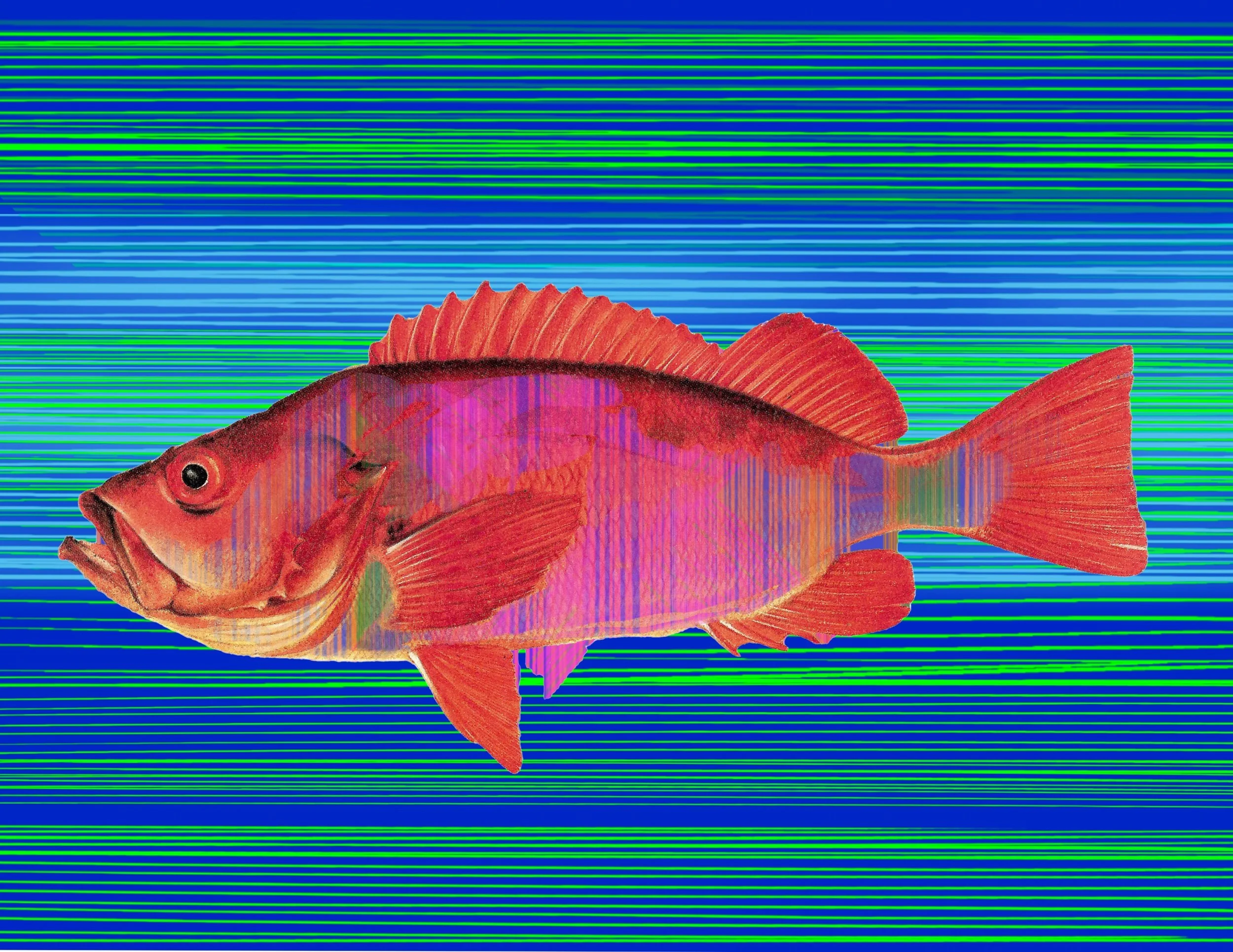 Red fish_Blue .jpeg