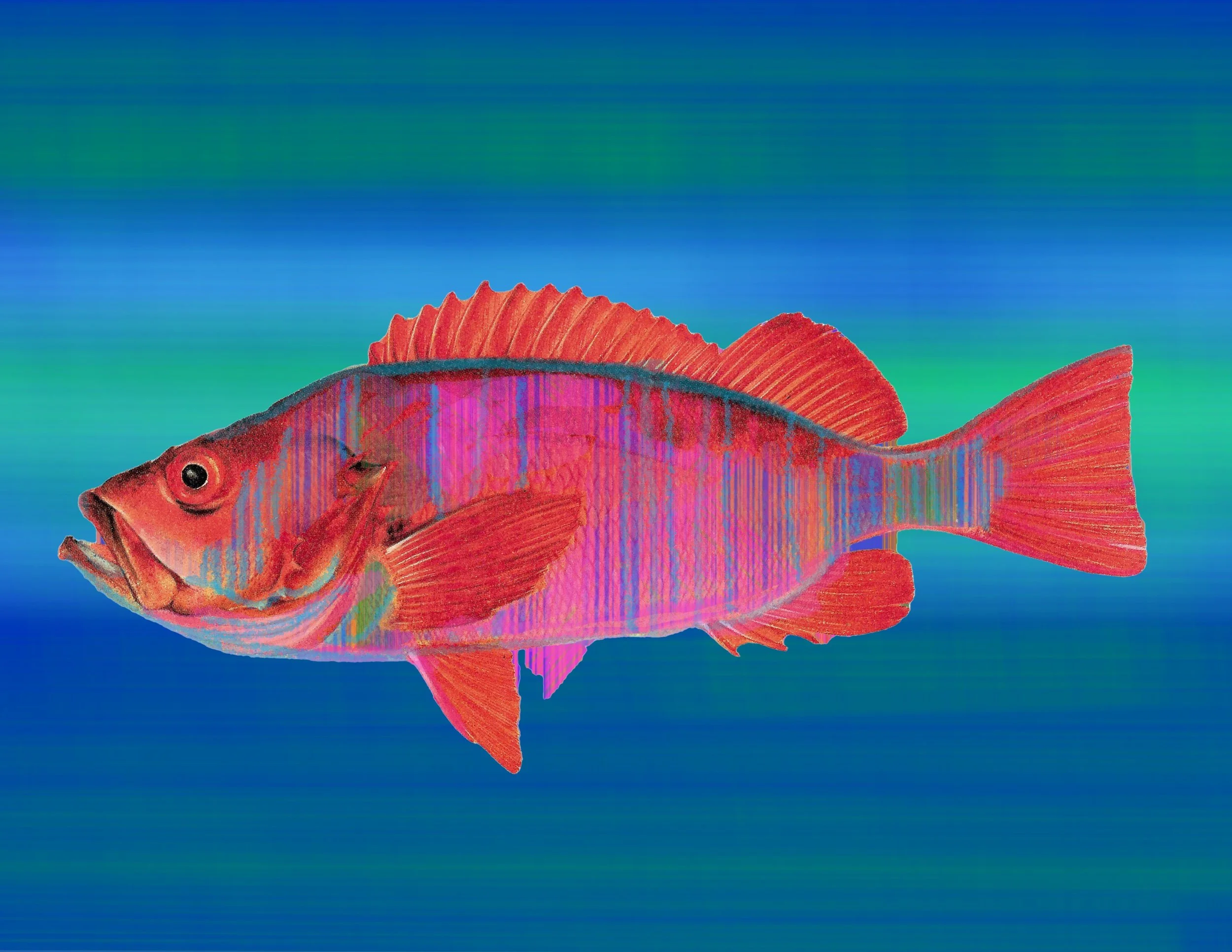 Red fish_Blue  (1).jpeg