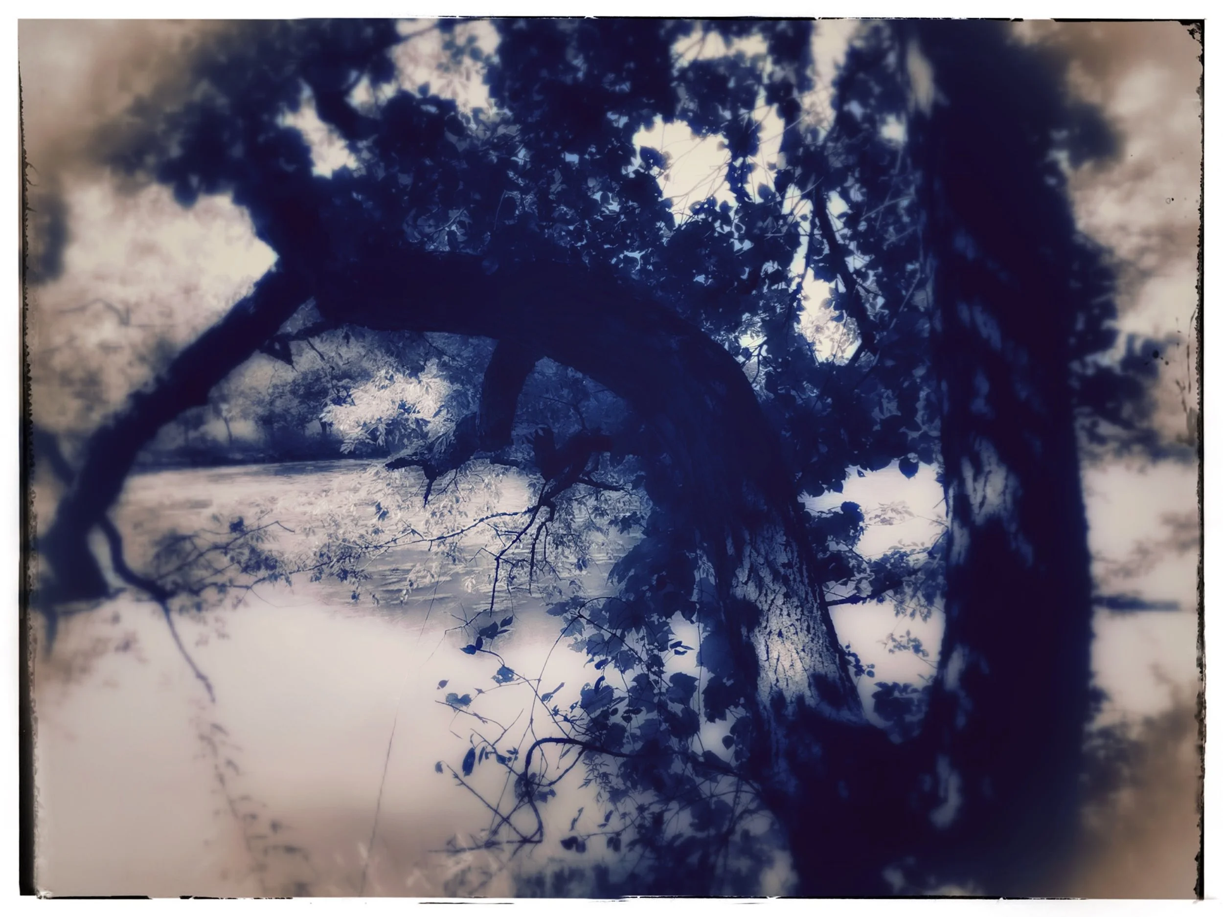 Japanese Silk