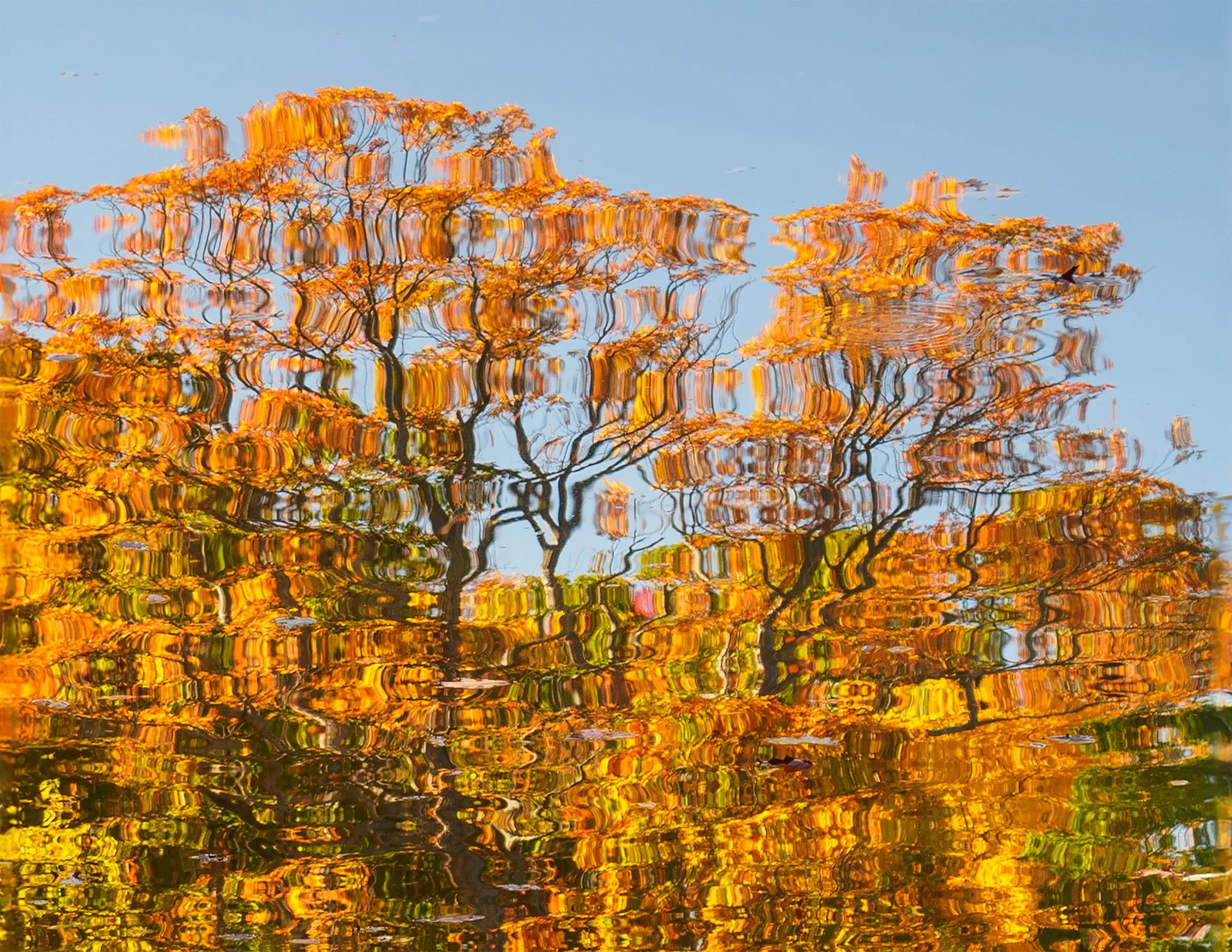Reflections of the Fall_.jpg