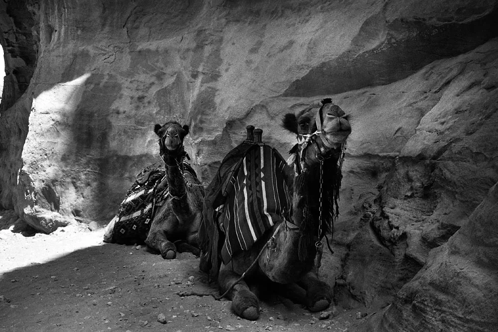  Petra 2012 