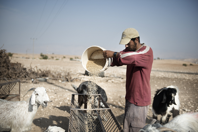 Ali the son while his feeding the herd of the family. In the Jordan Valley the CRDP program UNDP is installing several solar panels in order to improve the resilience of the Palestinian communities living in the area. Bedouin village of Al Roshan;