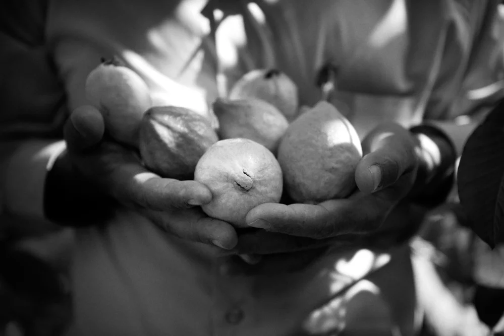  Jbara; Palestinian Territories. 