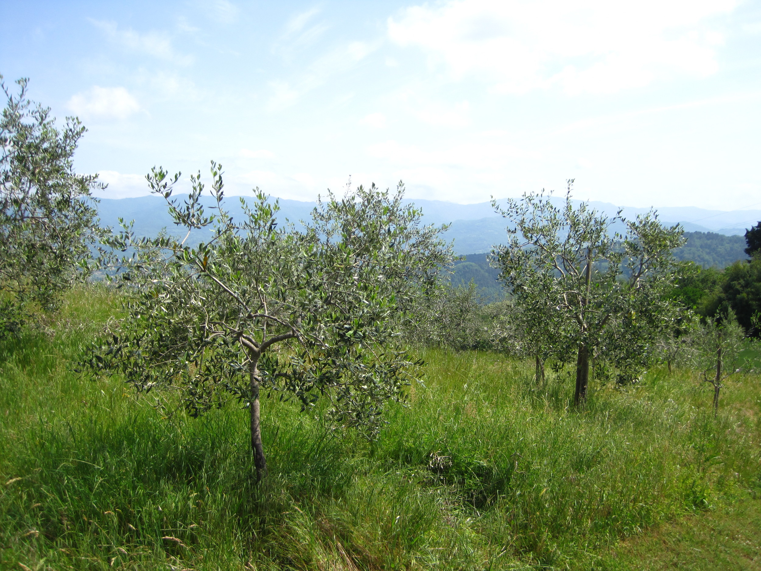 Olive tress at Villa Campestri. Varieties planted here include: leccino, frantoio, moraiolo and leccino del corno.