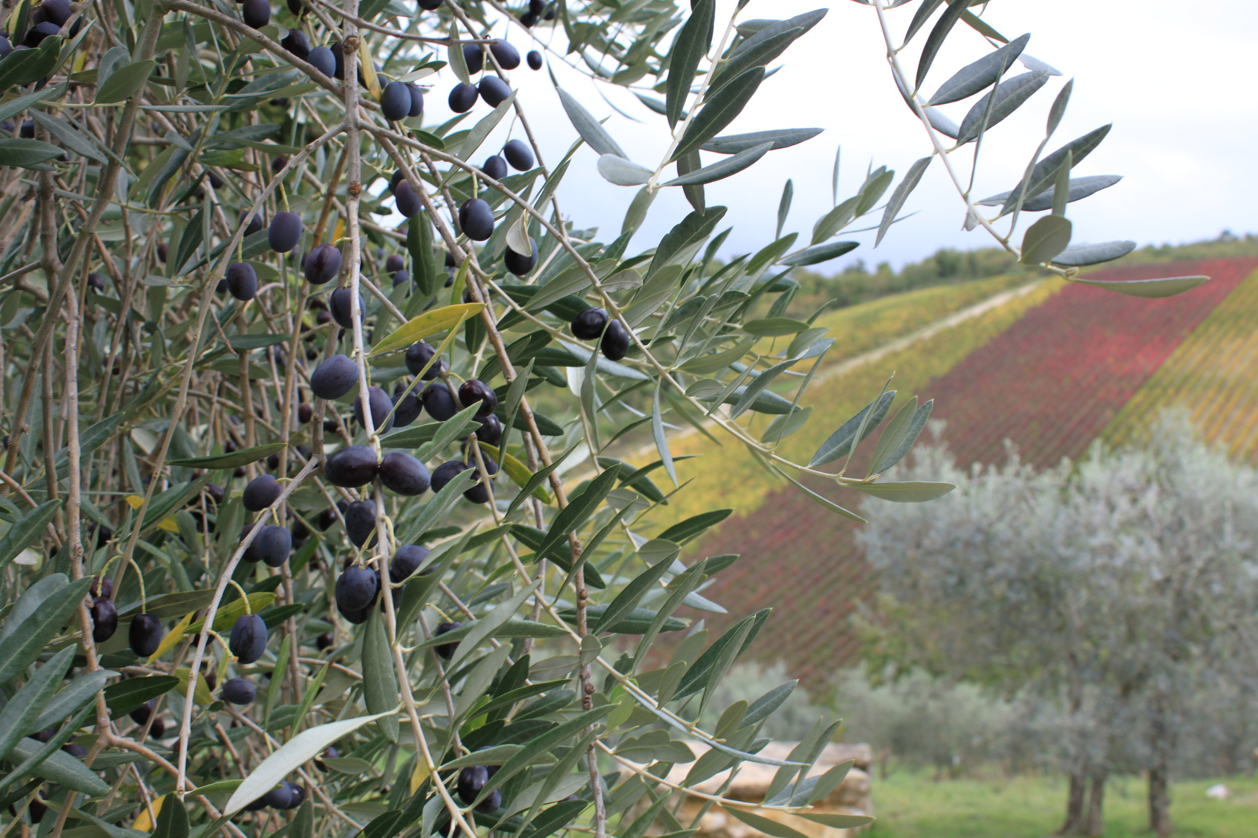 Olives ready to be picked and pressed in Tuscany 