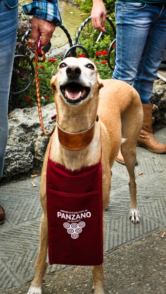 Wine loving pup in Panzano- one of Tuscany's most famous villages in Chianti Classico