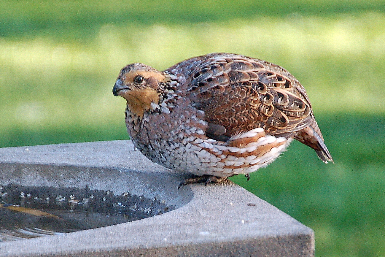 Female Bobwhite