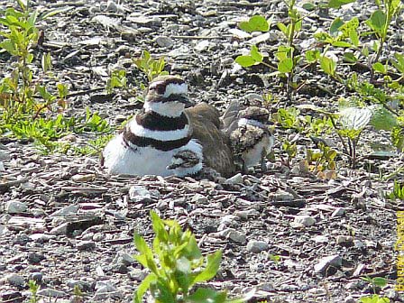 Kildeer Middlefork Savanna by Bonnie