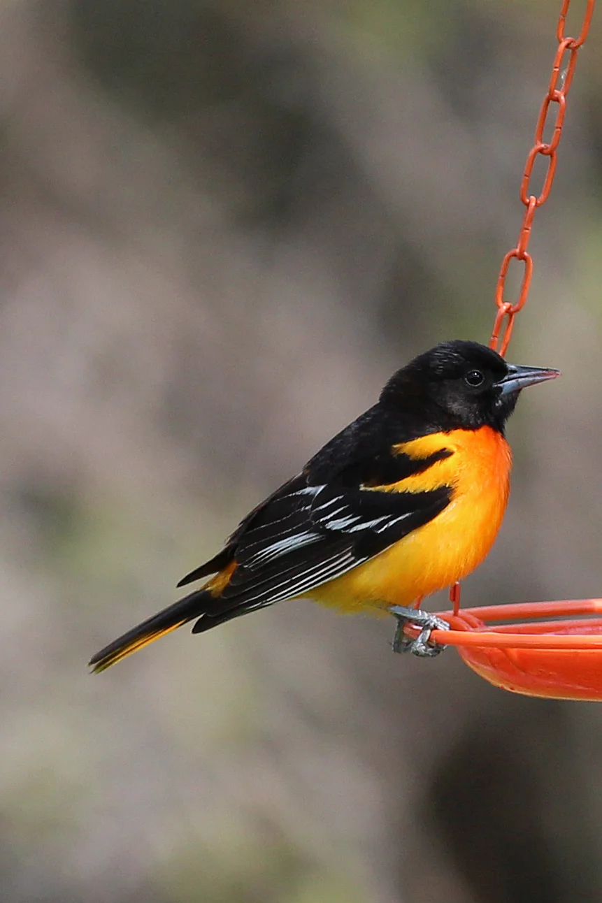 Baltimore Oriole by Dianne Vehlow