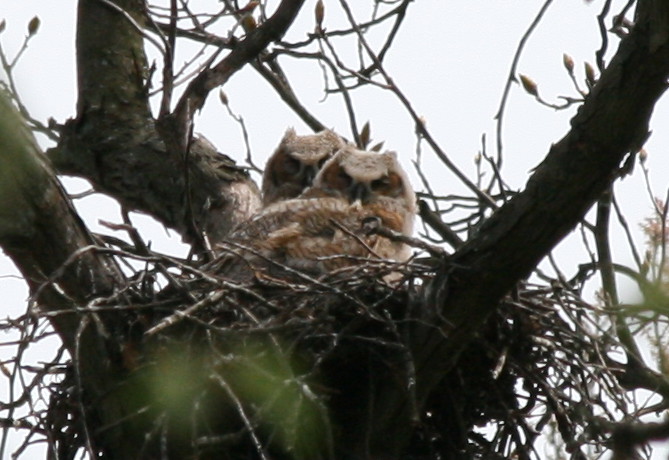 Great-horned Owl babies by Jack Nowak