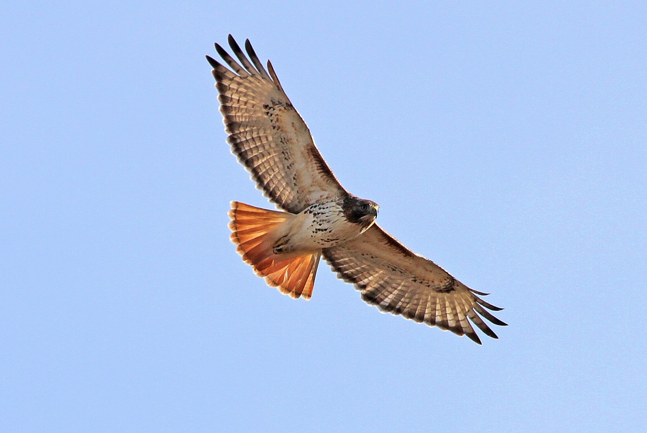 Red-tailed Hawk by Emma England