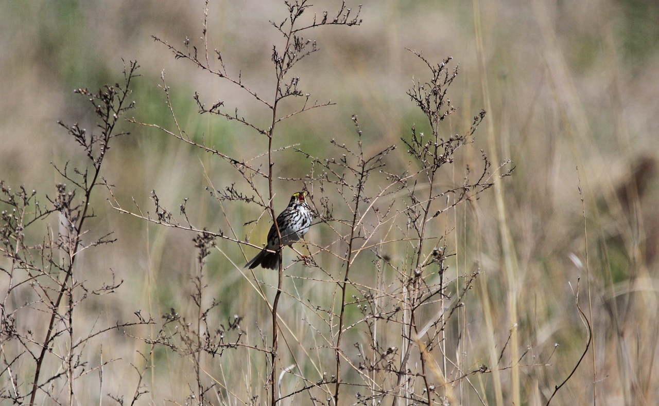 Savanna Sparrow by Emma England