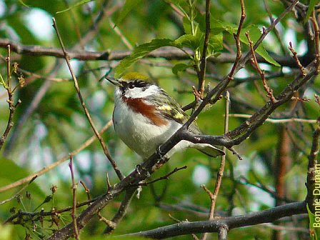 Chestnut-sided Warbler by Bonnie Duman