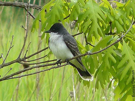 Eastern Kingbird by Bonnie Duman