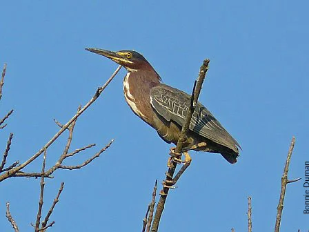 BIRD WALK: Lakewood Forest Preserve Bird Walk (Wild Ones Lake-to-Prairie Chapter - Lake County Audubon Society)