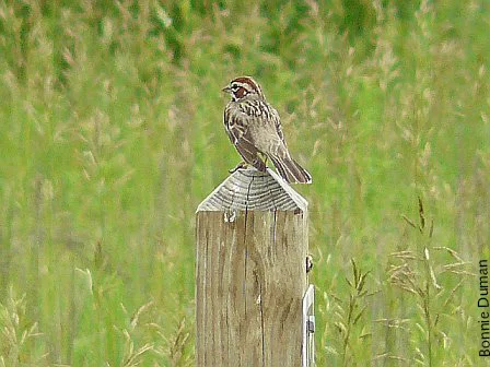 Lark Sparrow by Bonnie Duman