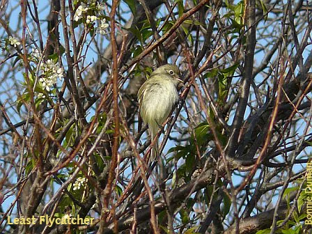Least Flycatcher by Bonnie Duman