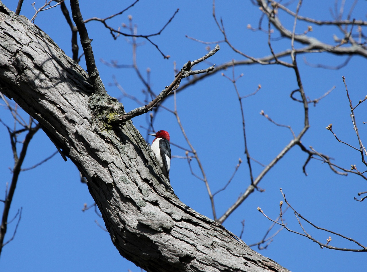 Red-headed Woodpecker at Fort Sheridan by Emma England