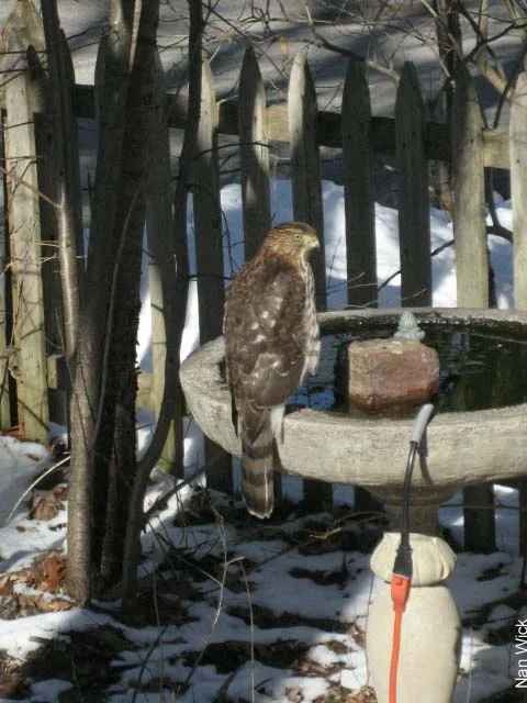 Cooper's Hawk by Nan Wick