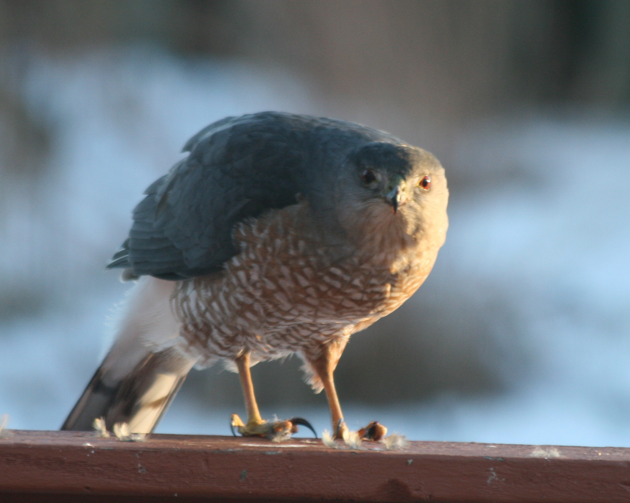 Cooper's Hawk by Jack Nowak