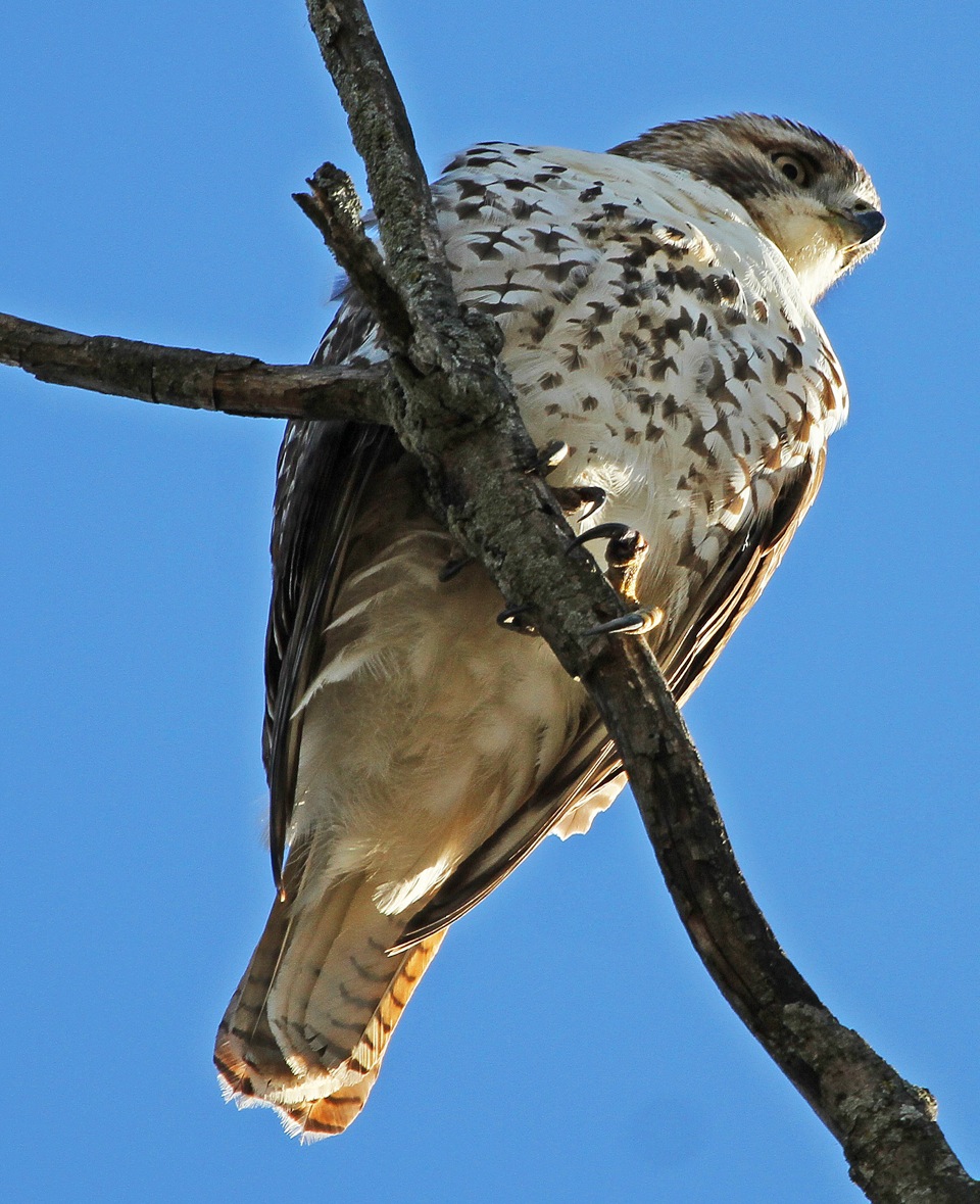 Red-tailed Hawk by Emma England