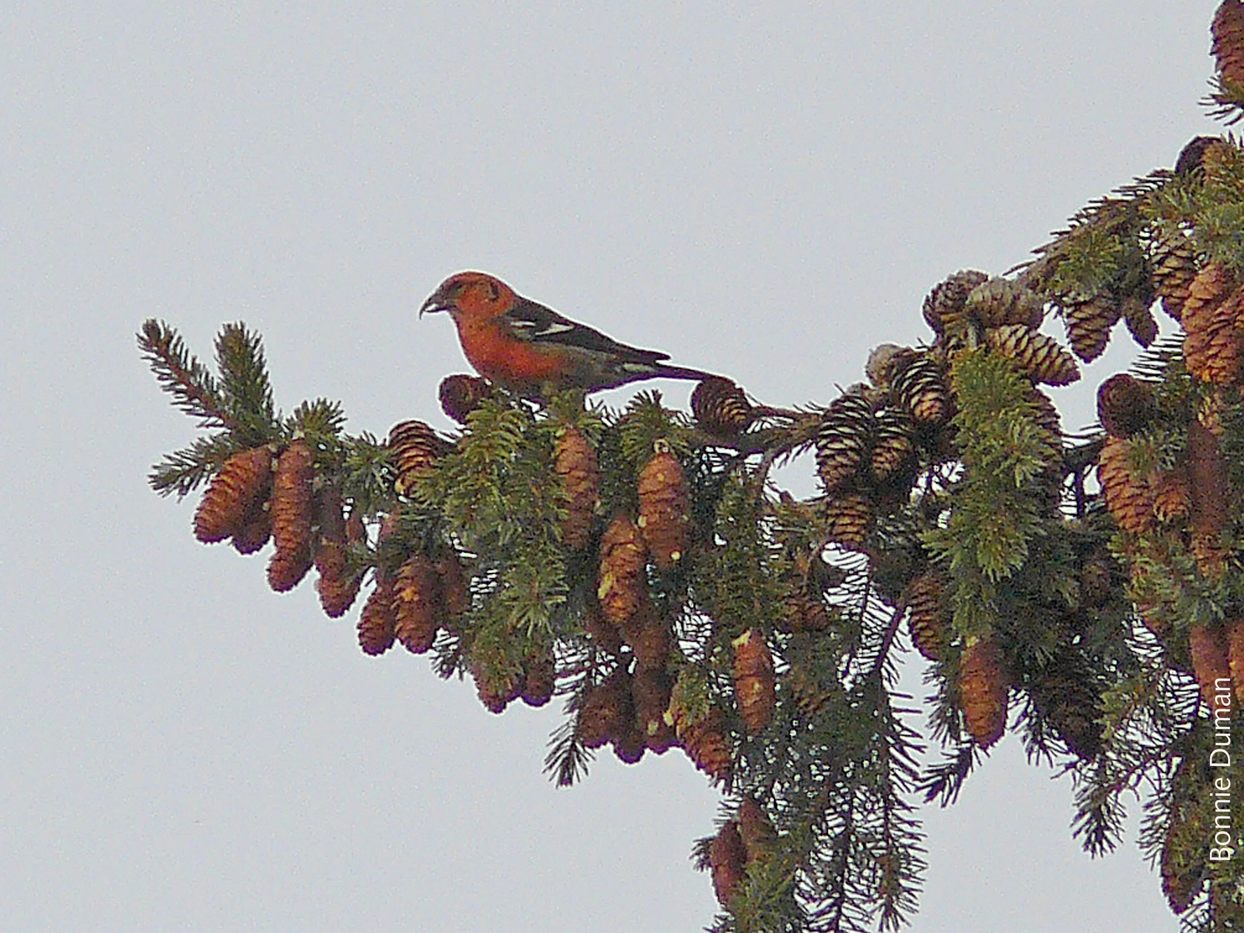 White-winged Crossbill by Bonnie Duman
