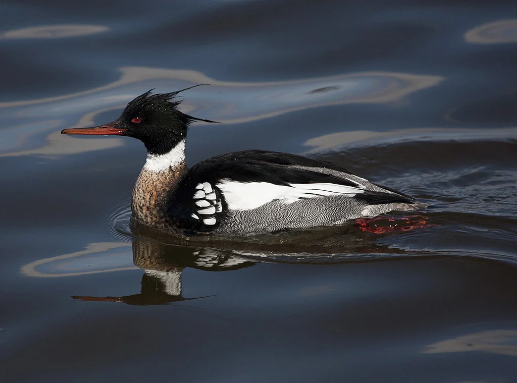 Bird Walk: Independence Grove