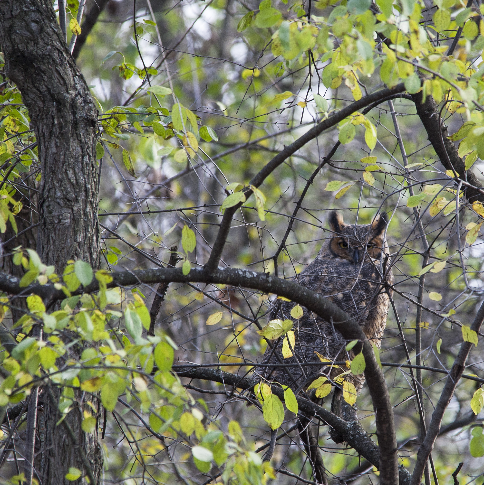 Great Horned Owl by Emma England