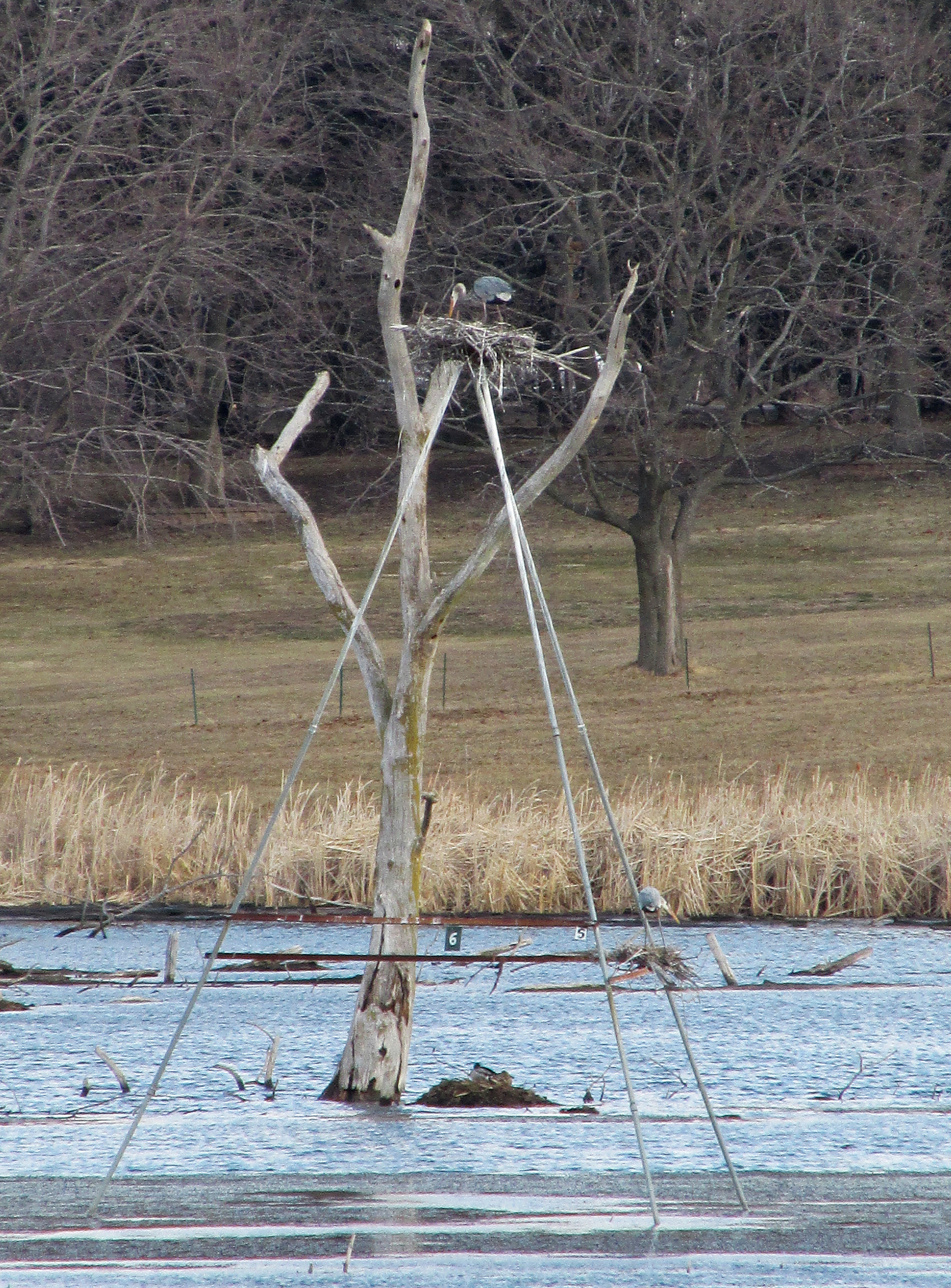 Almond Marsh Rookery