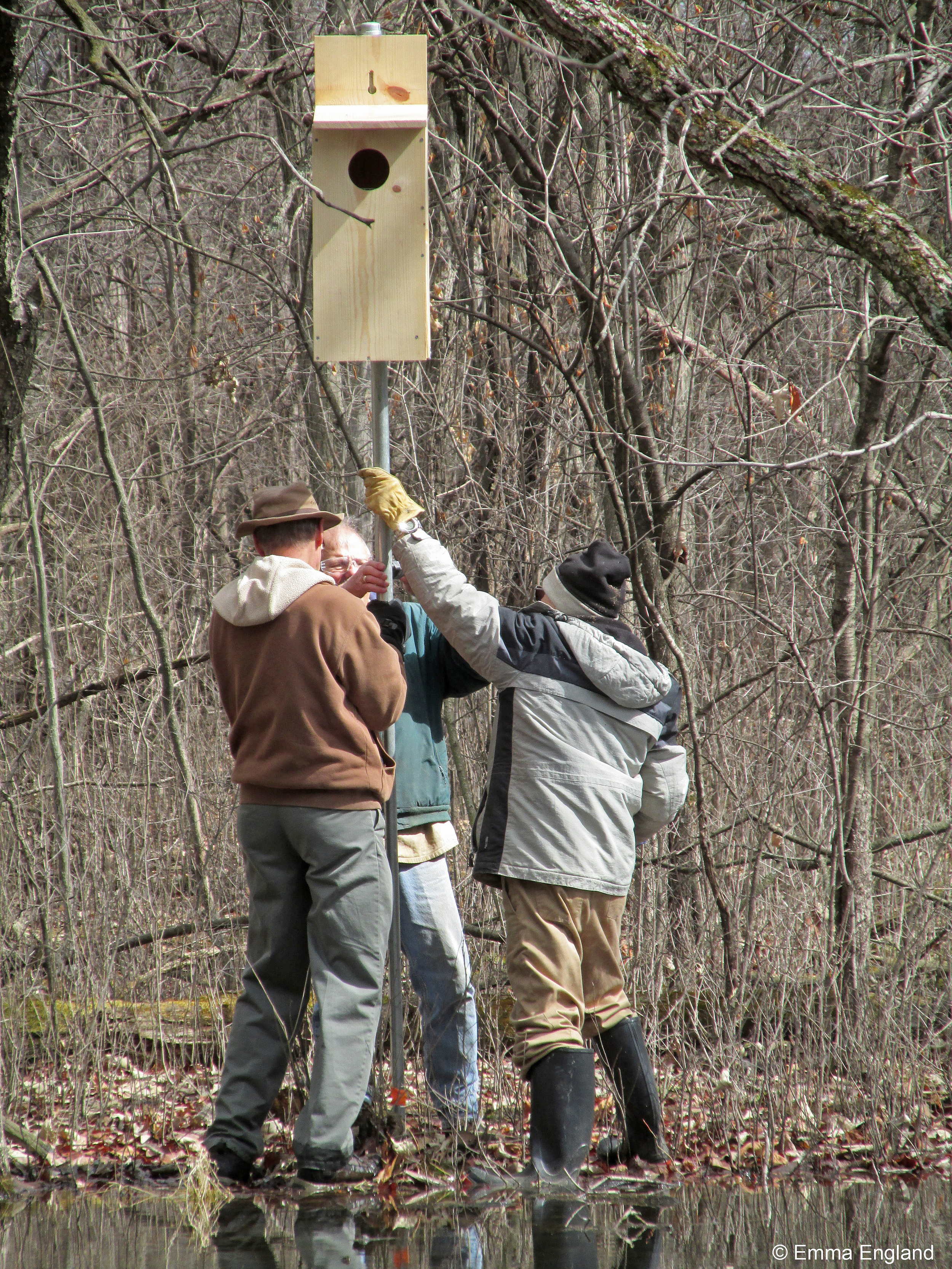 New Wood Duck boxes at Old School Forest Preserve
