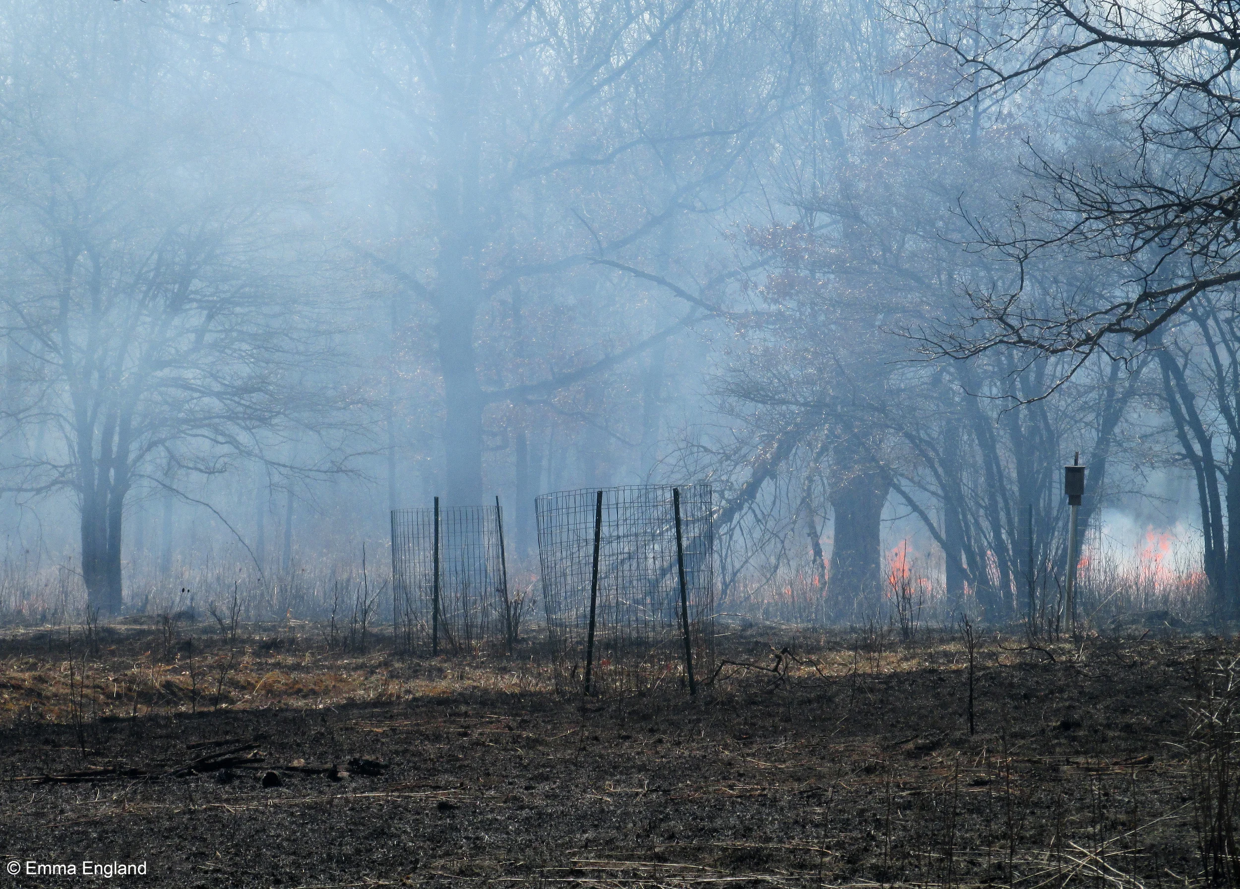 Prescribed Burn