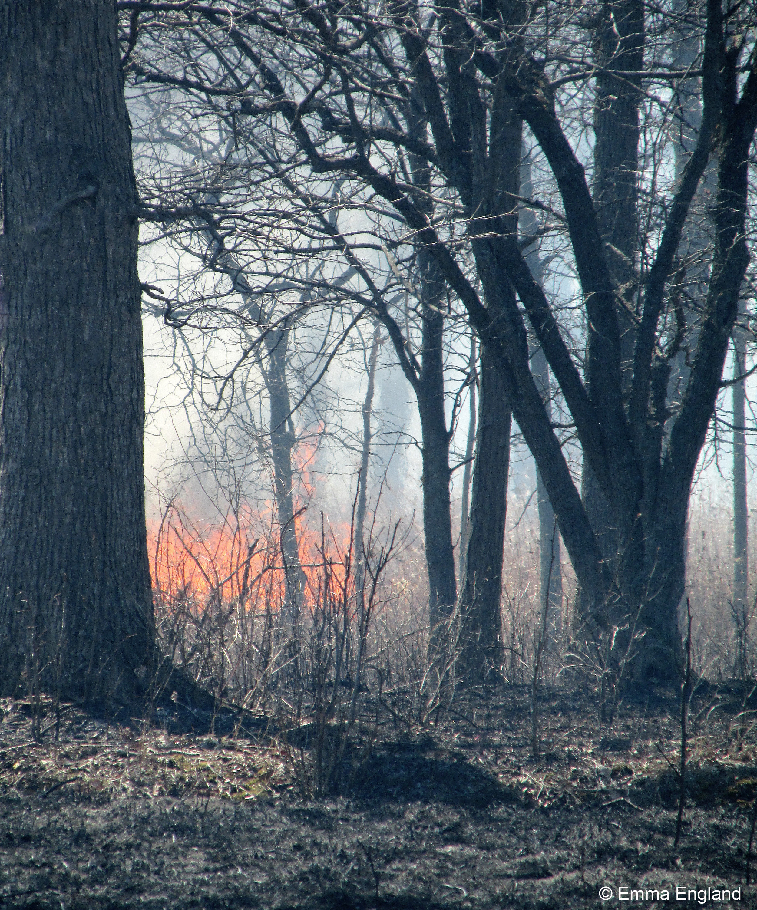 Prescribed Burn