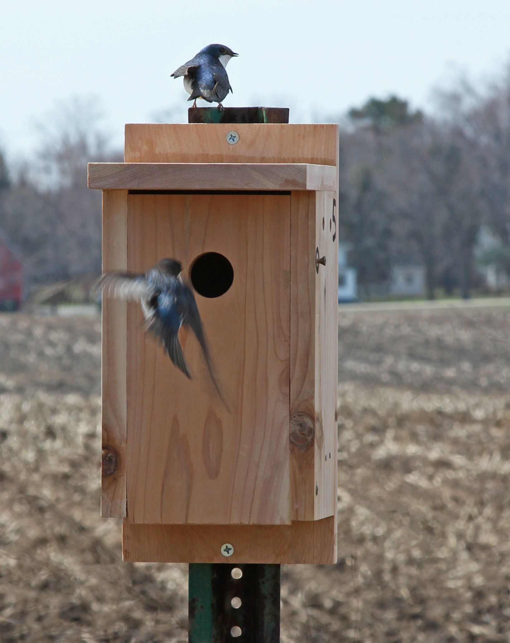New Bluebird boxes at Oak Openings