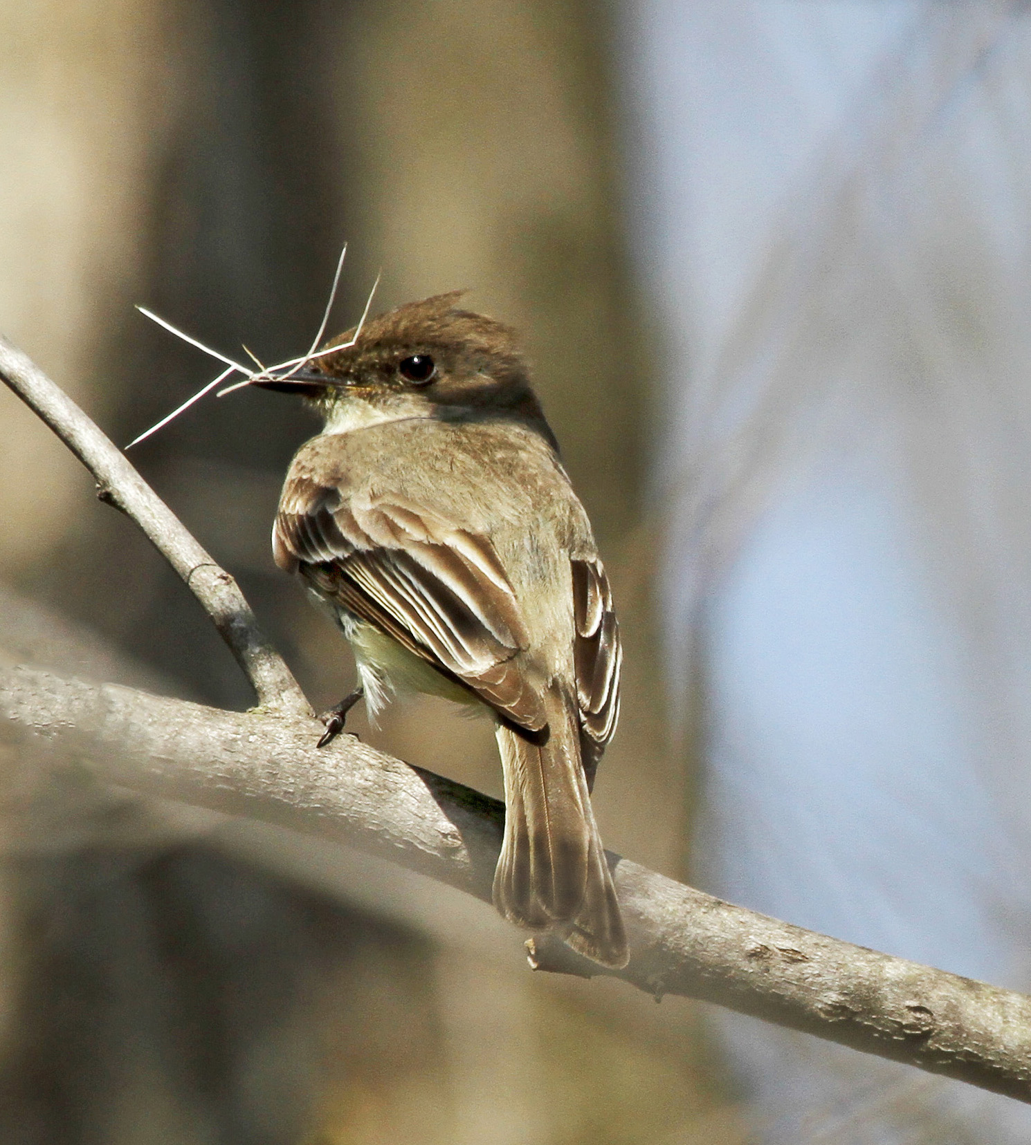 Eastern Phoebe