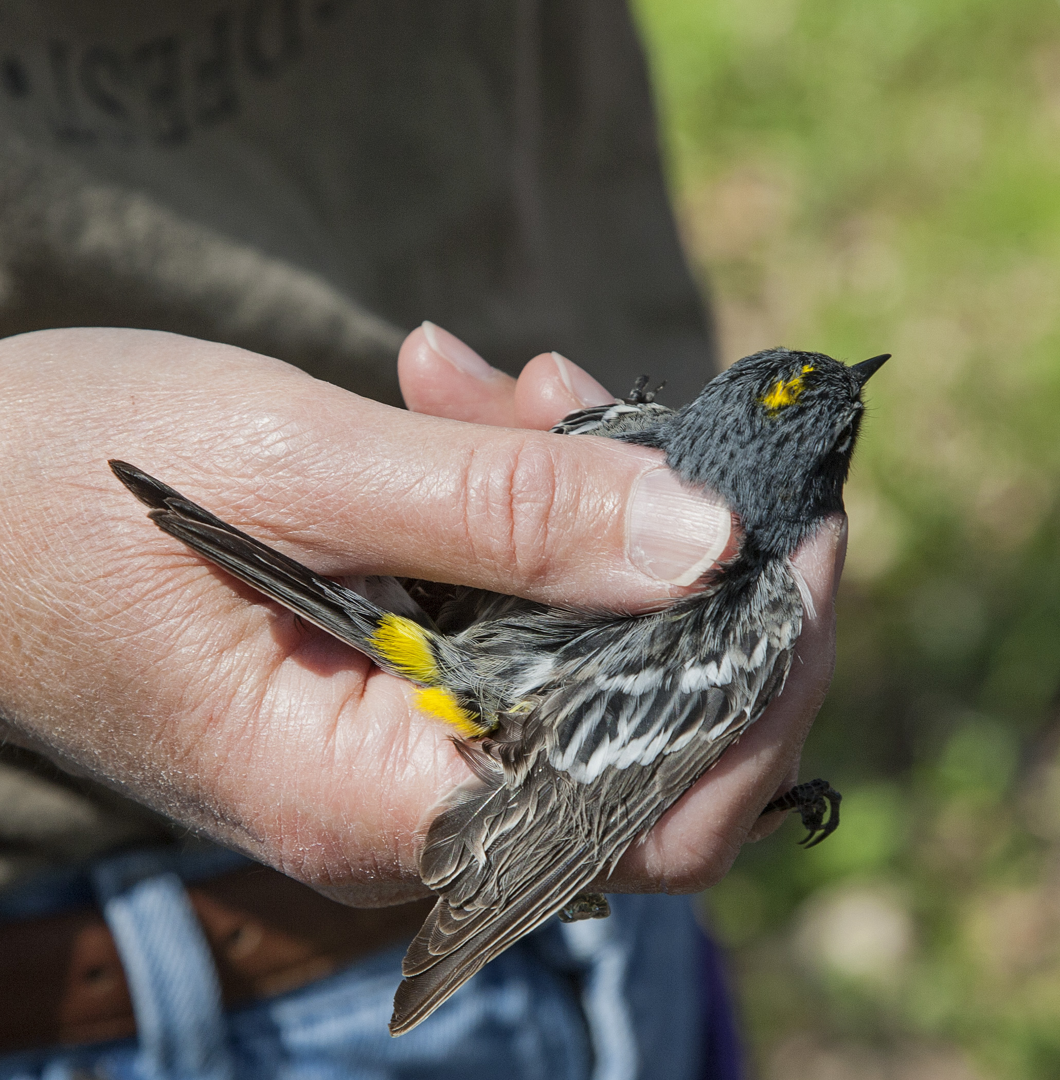 Field Trip to Sand Bluff Bird Observatory