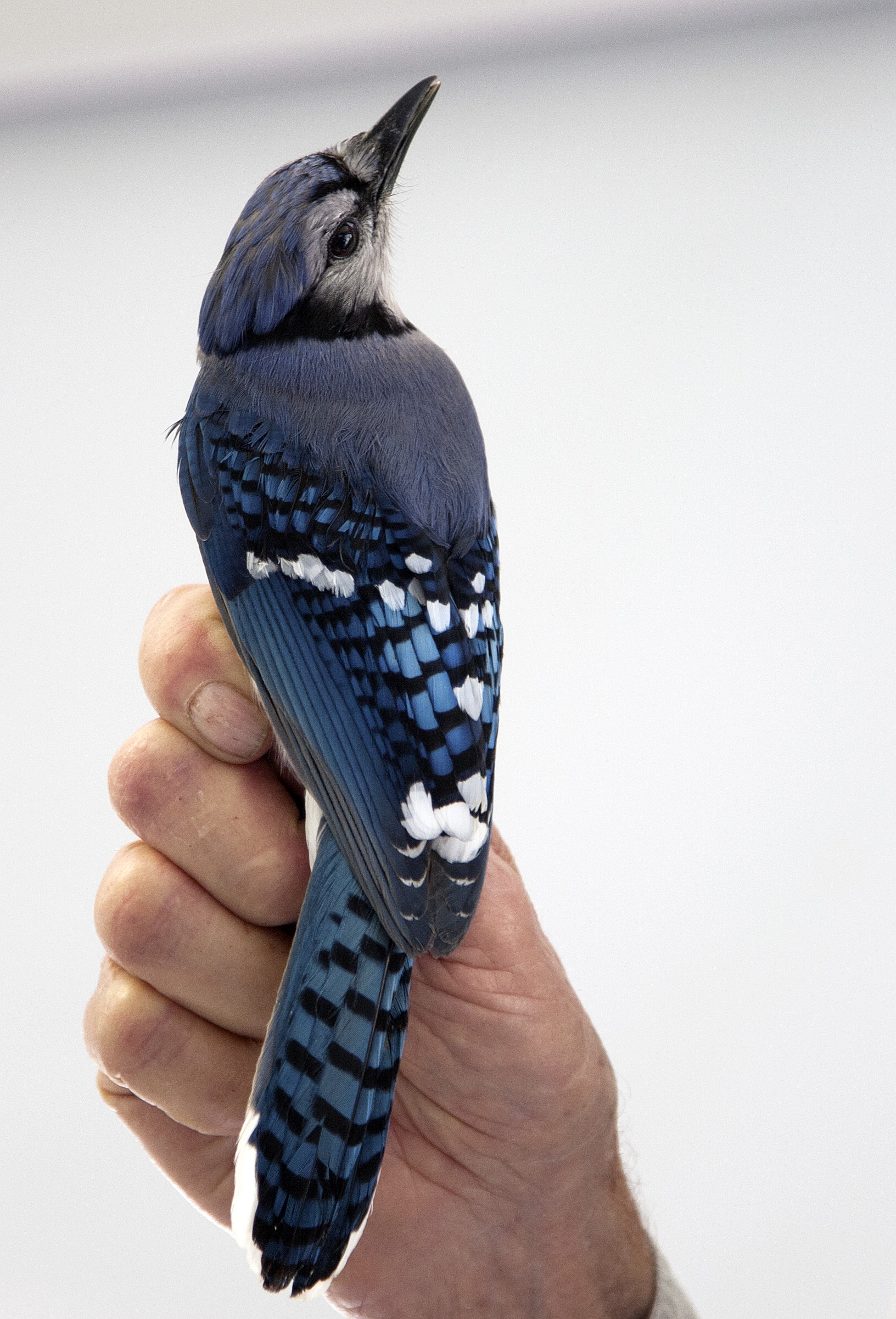 Field Trip to Sand Bluff Bird Observatory