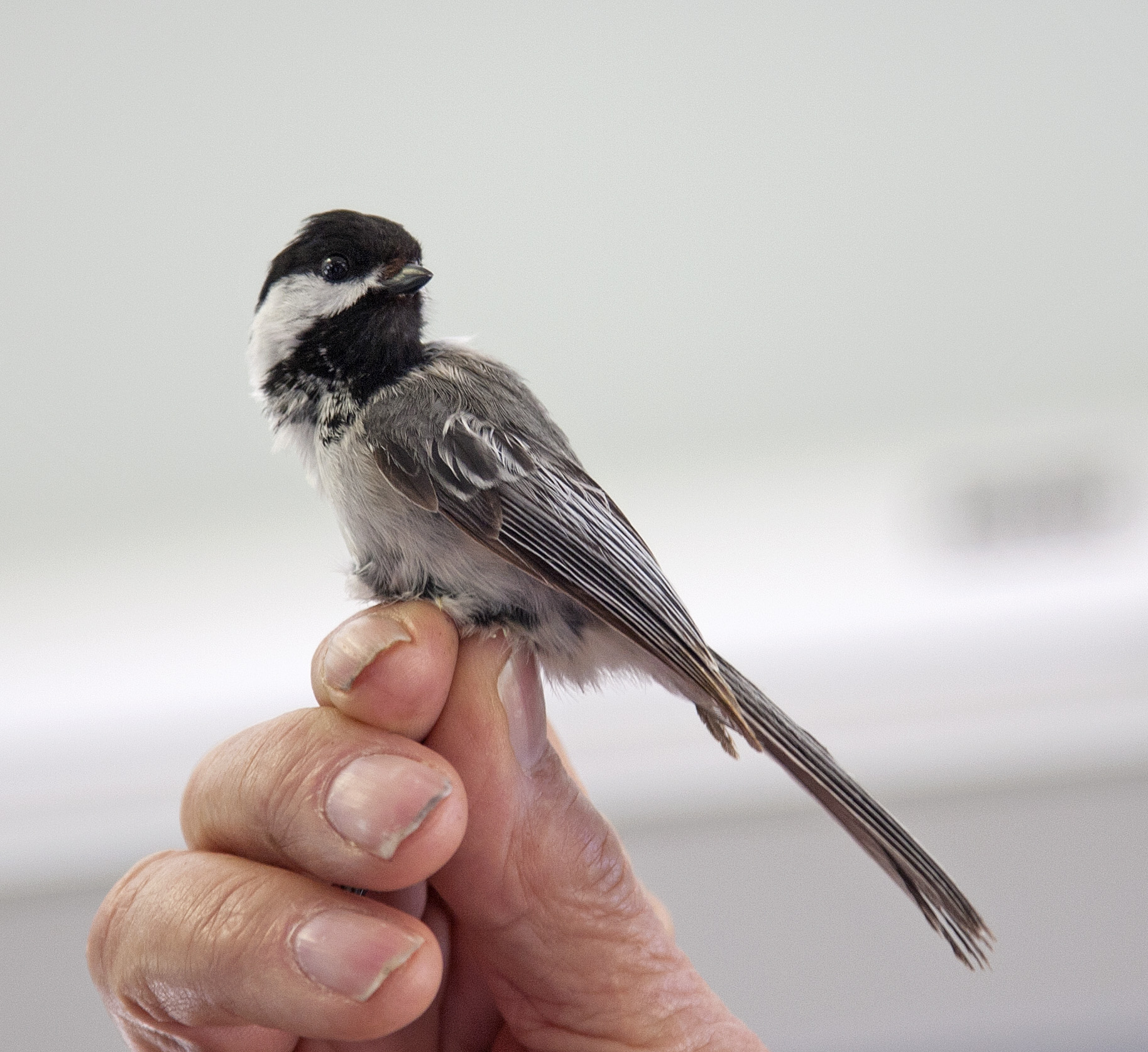 Field Trip to Sand Bluff Bird Observatory