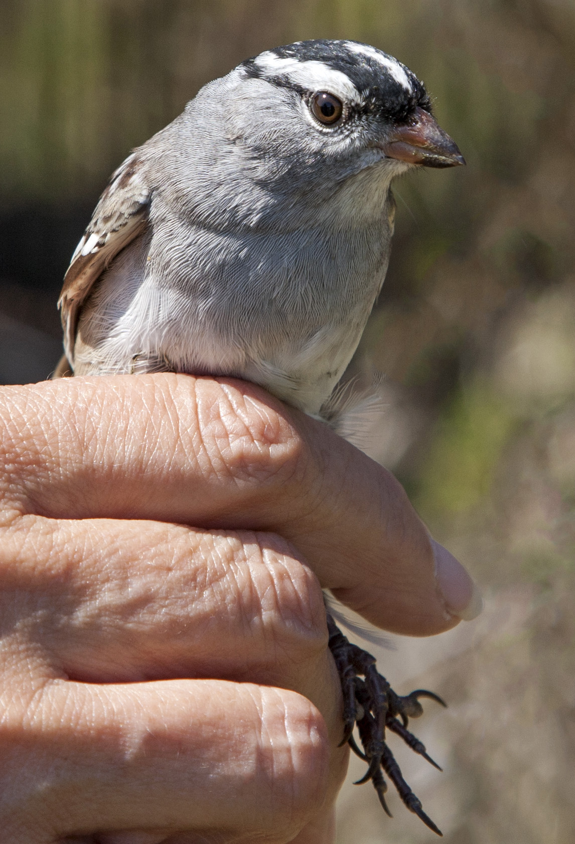 Field Trip to Sand Bluff Bird Observatory