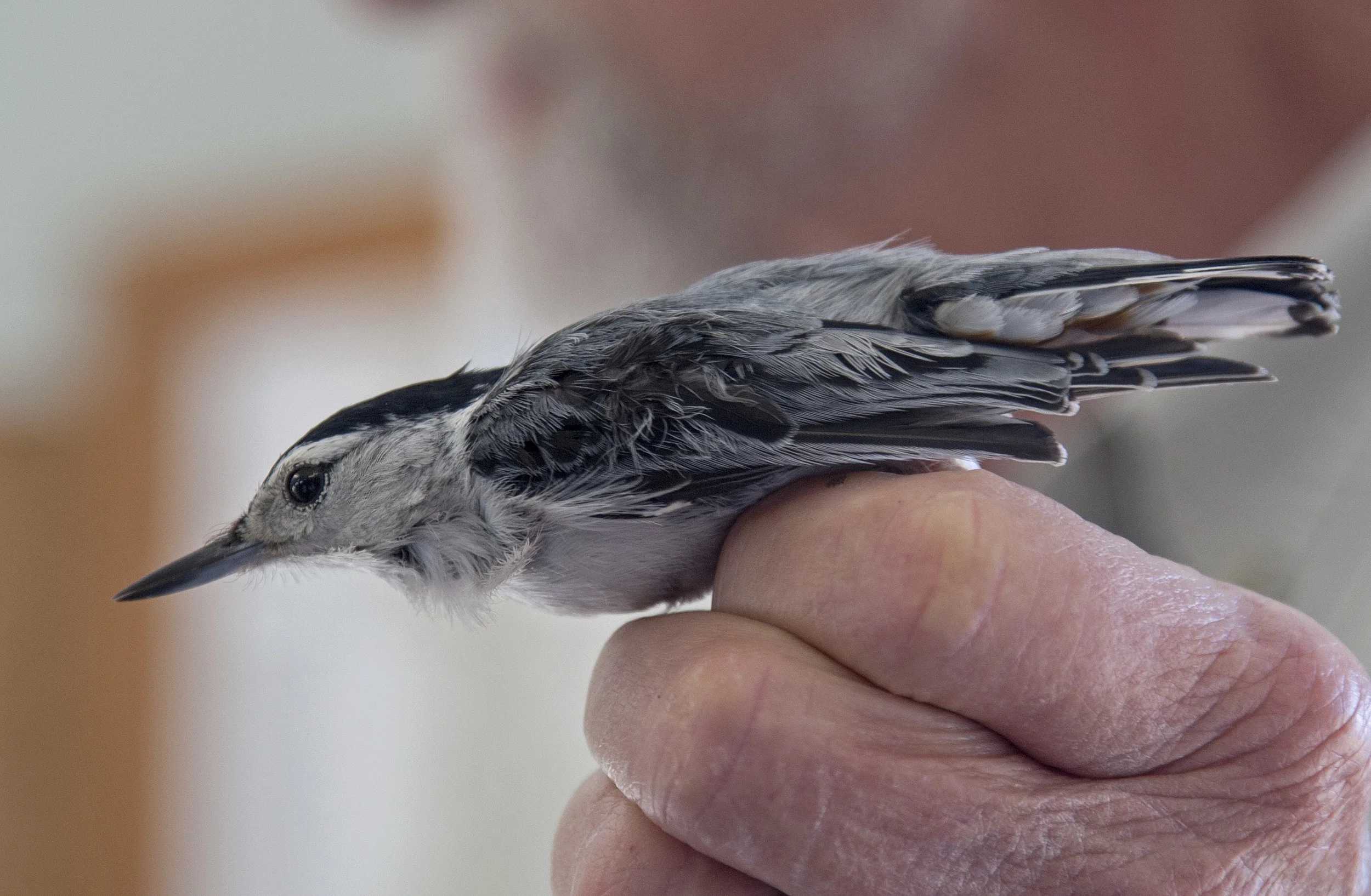 Field Trip to Sand Bluff Bird Observatory