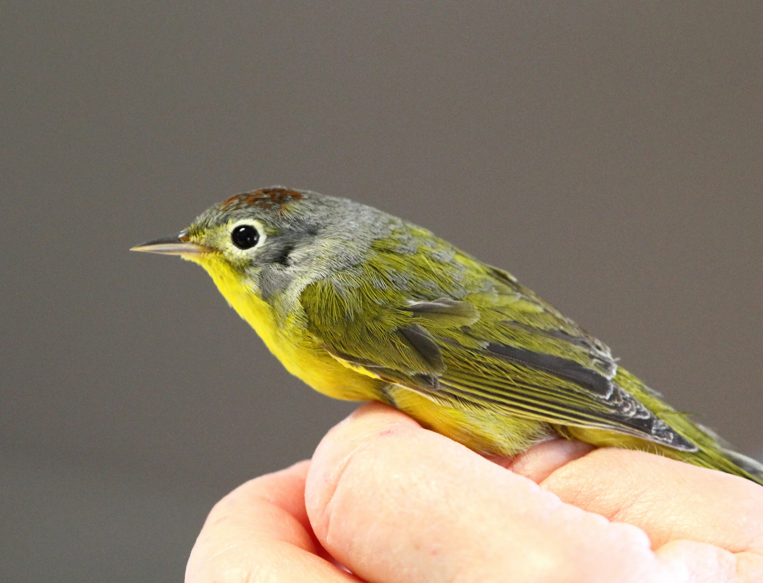 Field Trip to Sand Bluff Bird Observatory