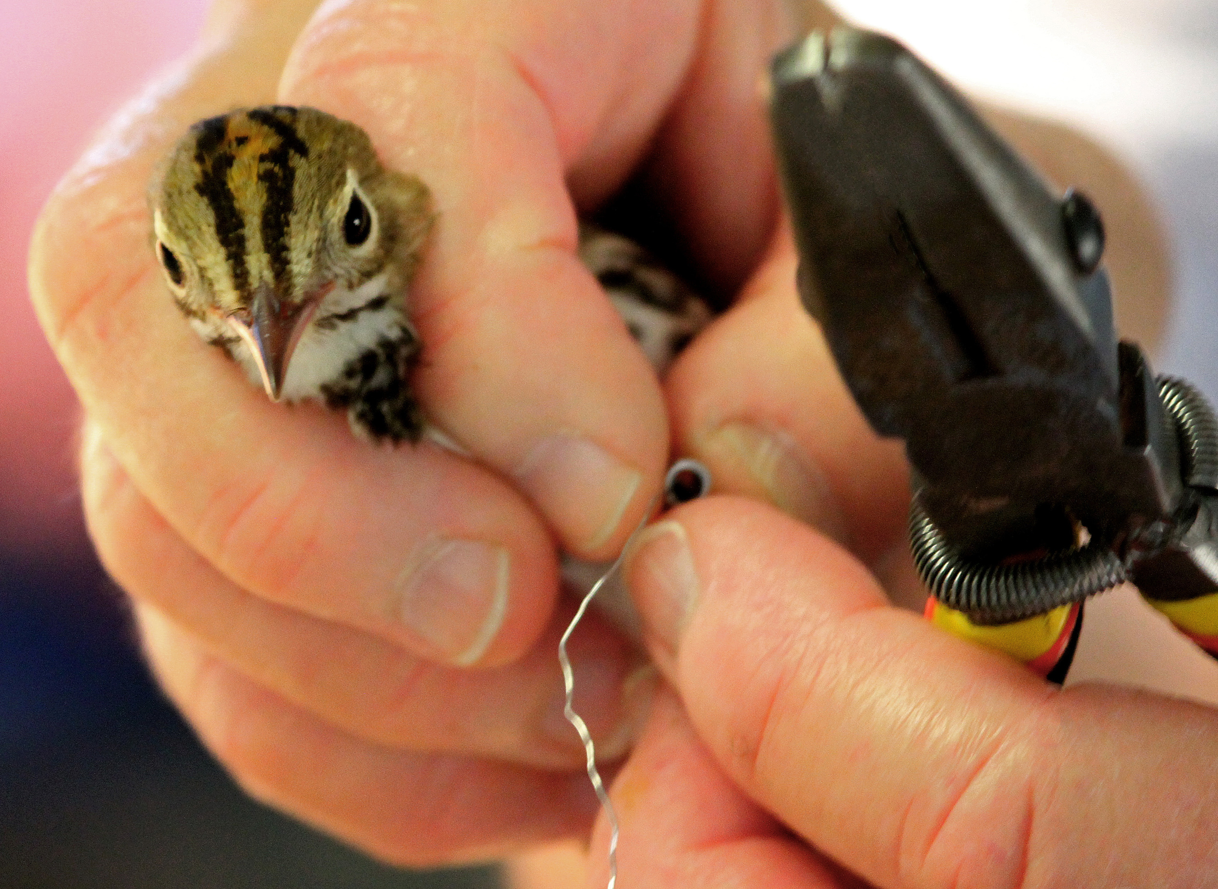 Field Trip to Sand Bluff Bird Observatory
