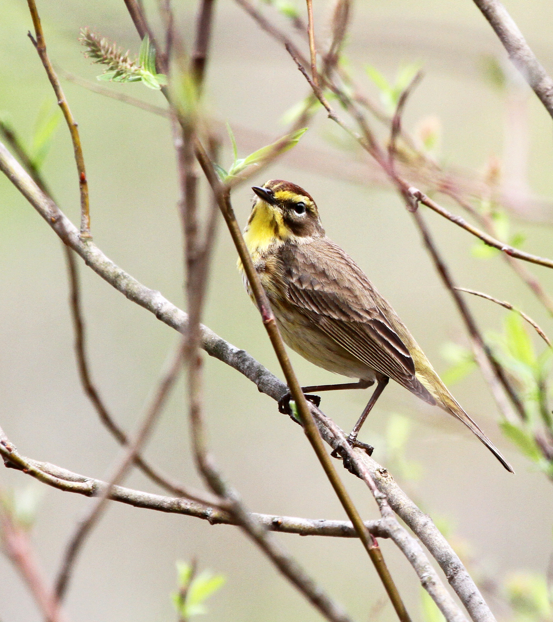 Palm Warbler
