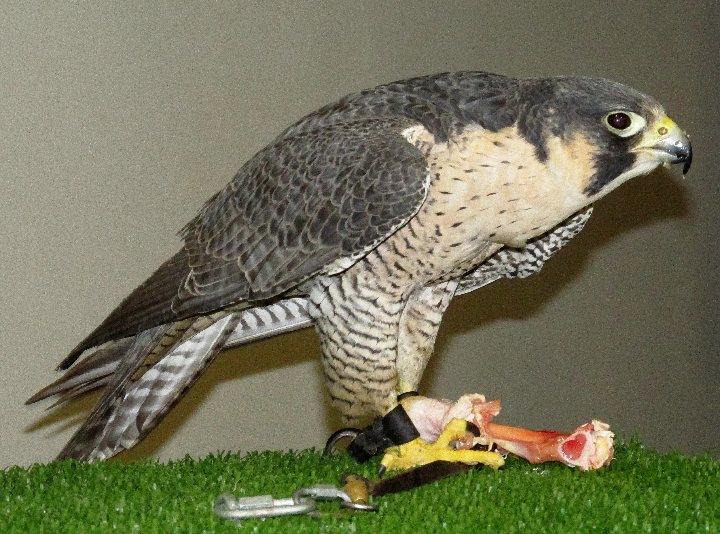 Molly the Peregrine Falcon