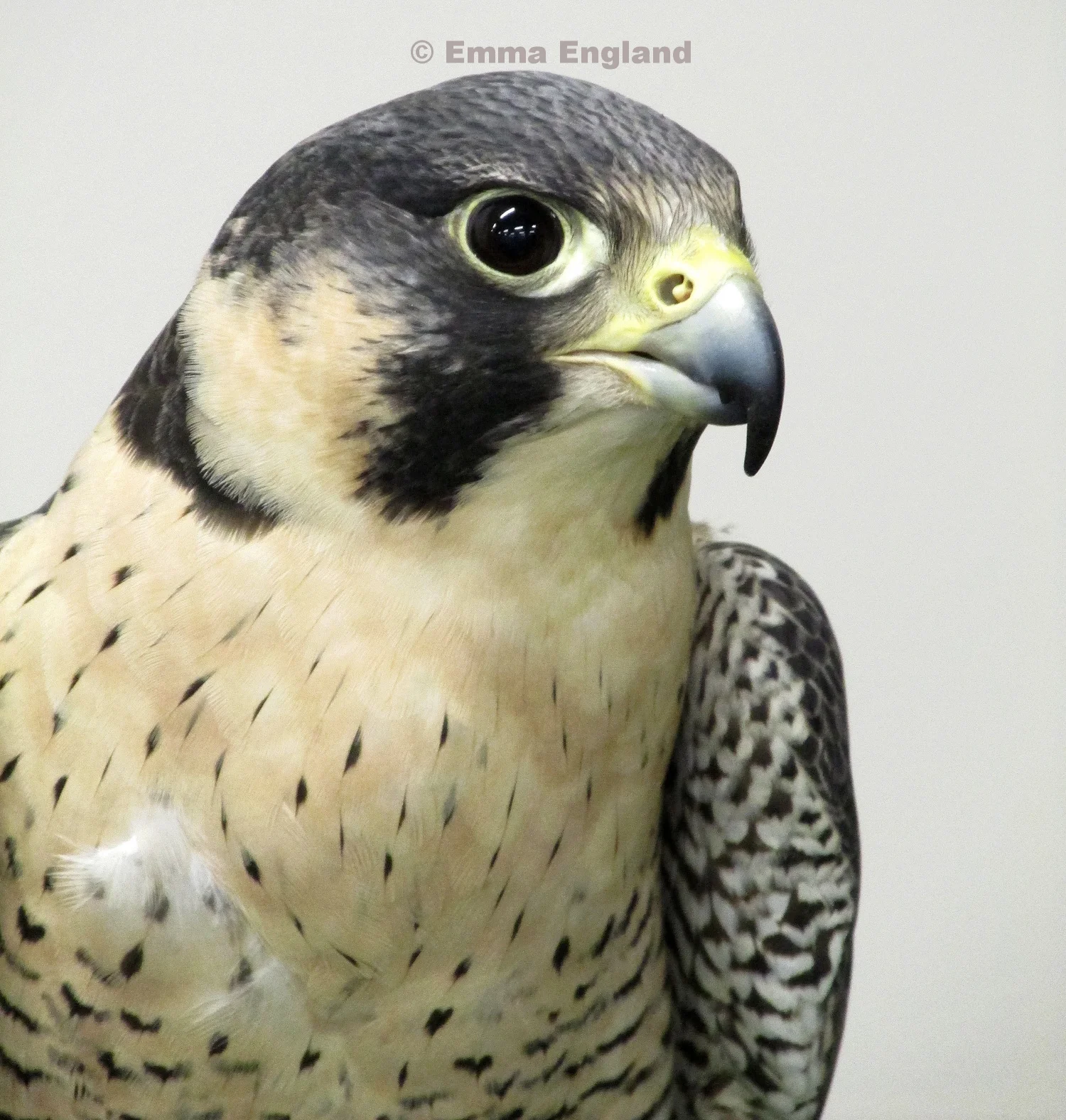 Molly the Peregrine Falcon