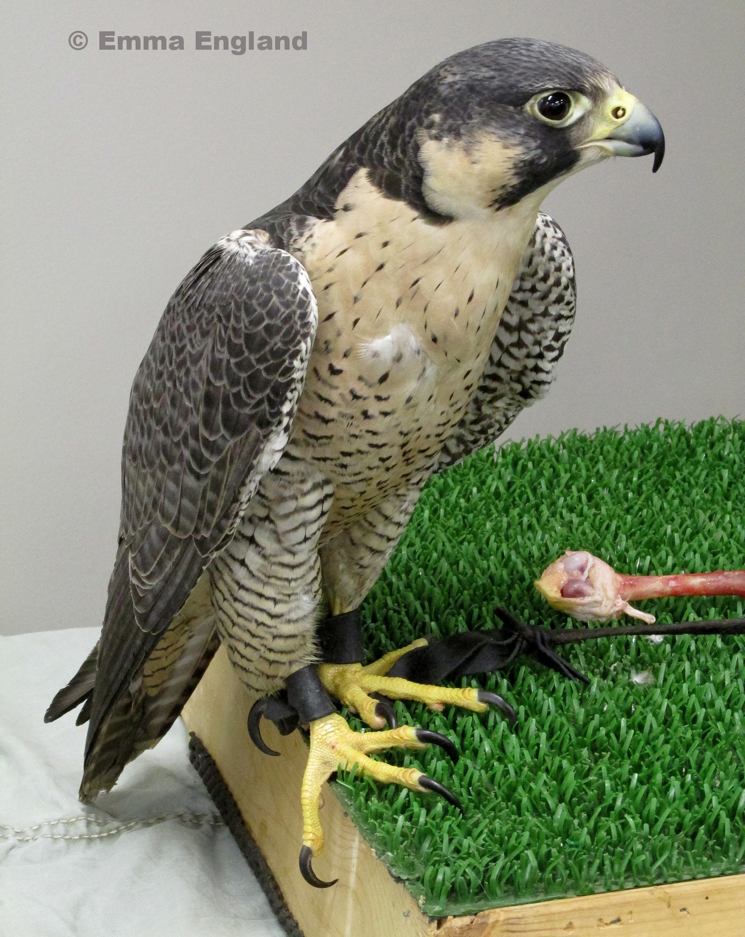 Molly the Peregrine Falcon