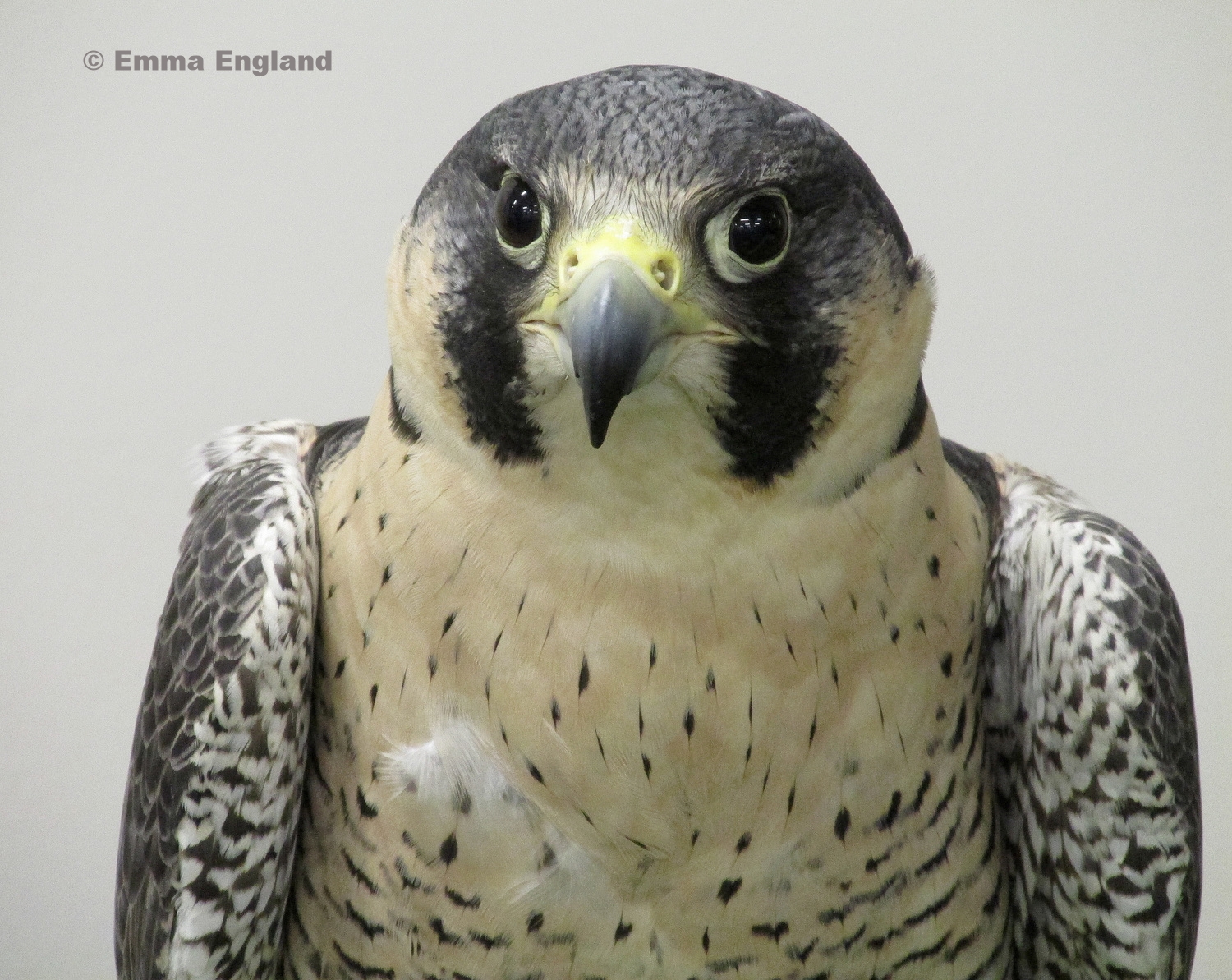 Molly the Peregrine Falcon